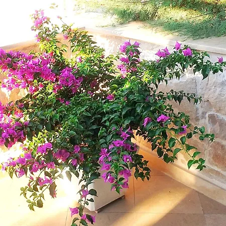 Gracin By Interhome Povlja (Brac)