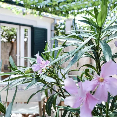 Appartement Gracin By Interhome Povlja (Brac)